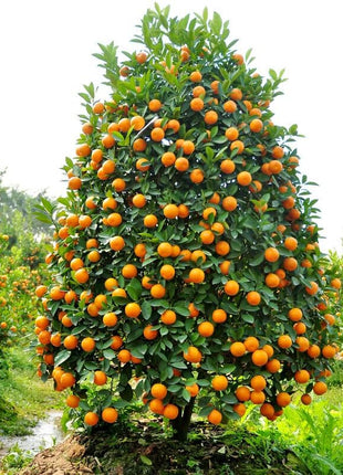 Kumquat Tree Seeds