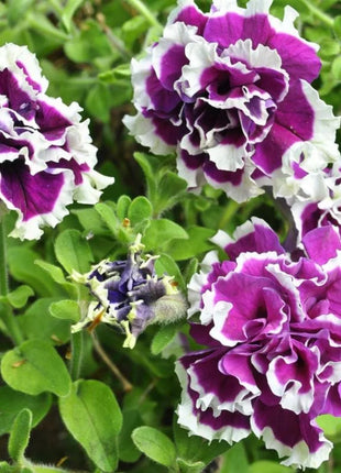 Purple Pirouette Petunia