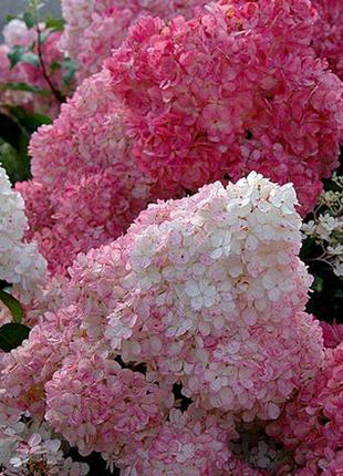 Strawberry Hydrangea Flowers Seeds Mixed Color Plants Home Garden Flower Seeds