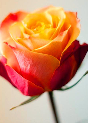 Beautiful Mini Rose Seeds, 100pcs/pack