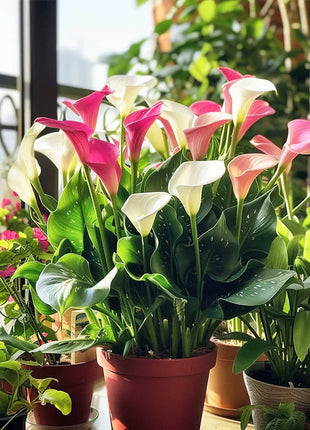 Calla Lily Seeds - Mixed - Beautiful Flowers Planting