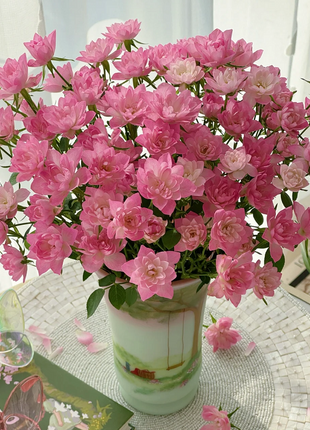 Miniature Rosa Chinensis-Sky Lotus Stars🌺