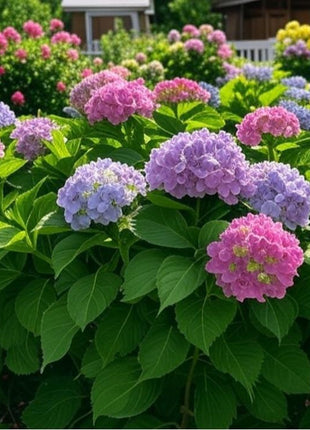 200 pcs Mixed Hydrangea Seeds – Colorful Blooms for Stunning Garden Displays