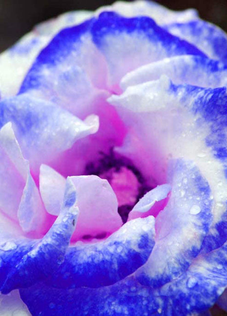 100 Pcs/Rare Bag Blue Pink Rose Seeds Scented  Plants  Flowers