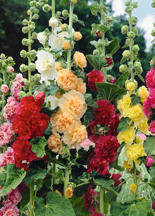 Double Hollyhock Seeds