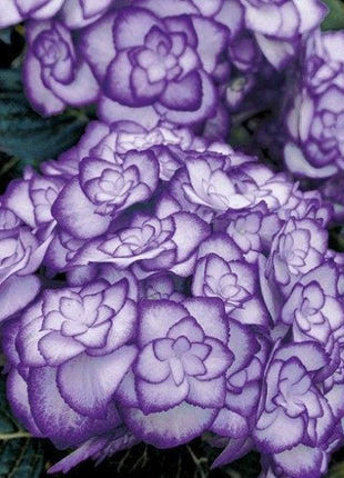 Outdoor hydrangea 'Miss Saori blue' 50 Seeds