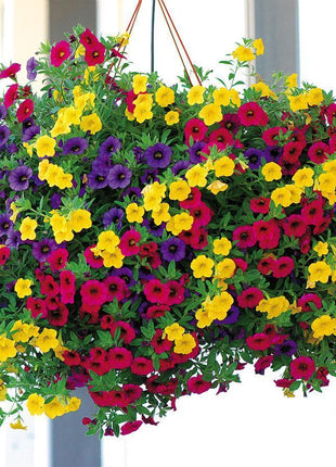 Calibrachoa Paradise Island