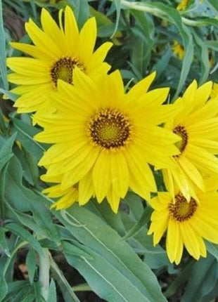 SUNFLOWER SEEDS - MAXIMILIAN