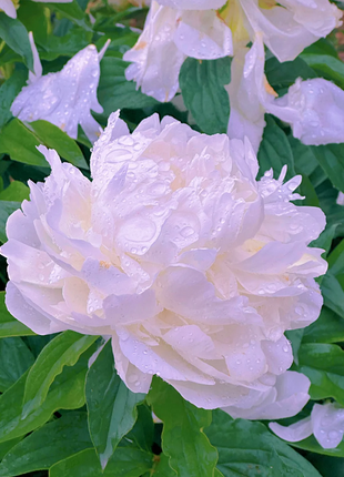 🌺Multicolor Double Peony - The Stunning Flower Of Time