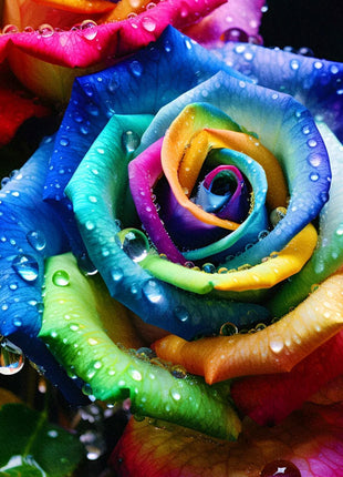 Colorful Roses - Flowers of Good Luck