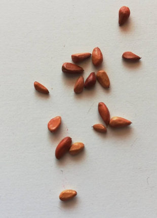 Fuksia white roses seeds