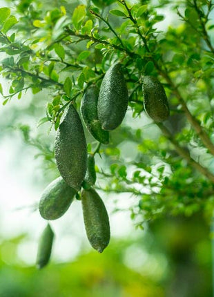 Finger Lime Seeds Lemon Caviar Seeds