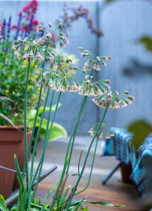 Sicilian Honey Garlic (Bee Lily) Seeds