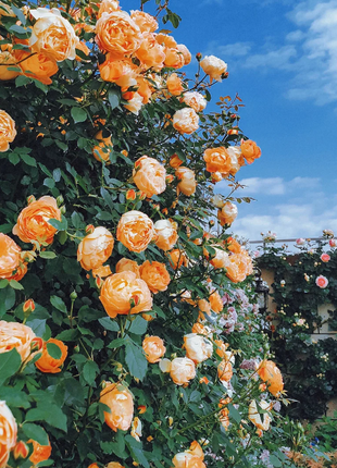 【 Repeat Blooming】🌹Climbing Rose Seeds - Luck Rises