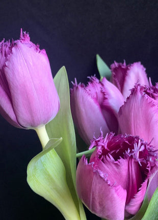Frill Tulip seeds