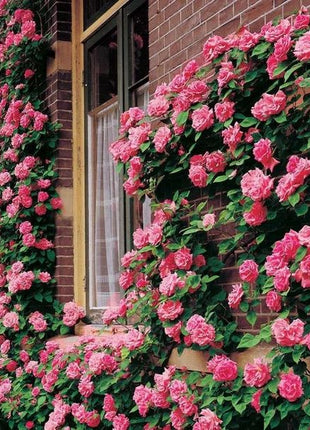 Pink Lady Rose Climbing Seeds