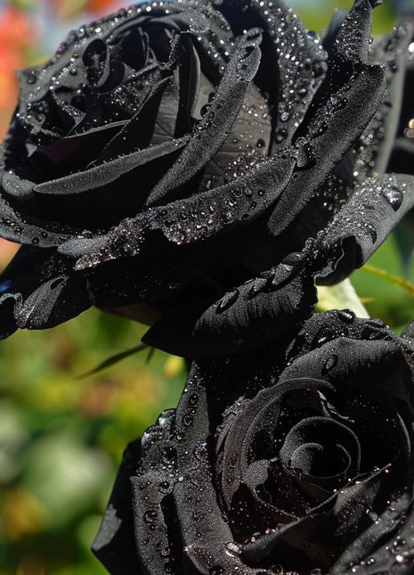 Black Rose Seeds (80-100 Pcs) – Rare & Beautiful Flowers | Romantic & Elegant Garden Decor