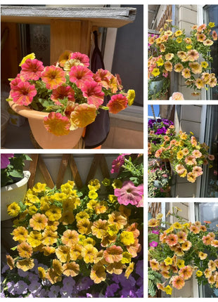 🌸The Latest Petunia Varieties In 2024