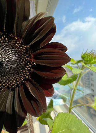 Rare Black Sunflower Seeds