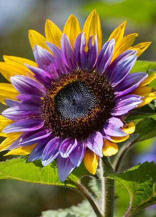 Purple Heart Sunflower Seeds