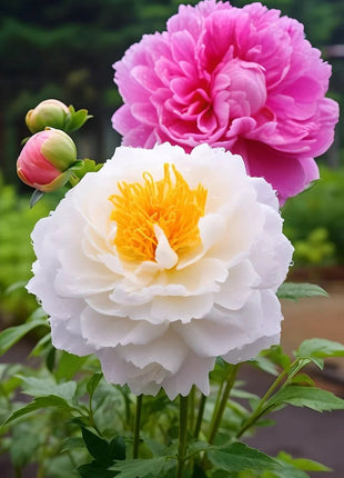 Black Beauty Peony Flower Seeds