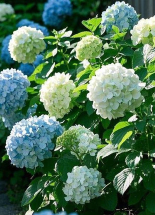 200 Pcs Mixed Color Hydrangea Seeds | Gorgeous & Elegant Blooms for Your Garden & Floral Projects