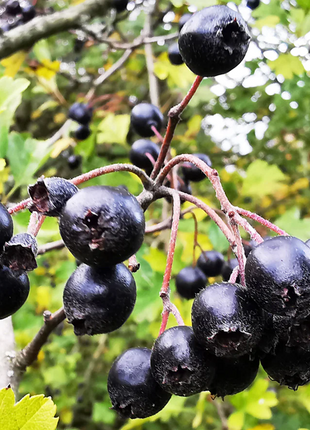 Hawthorn Seeds