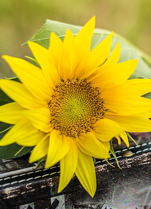 Cosmos Potted Flower Seeds