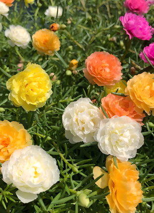 🌹Moss Rose—Immortal Flower