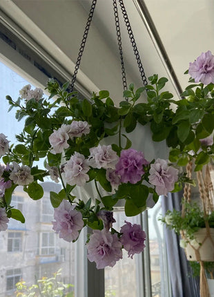 Double Ice Lavender Petunia