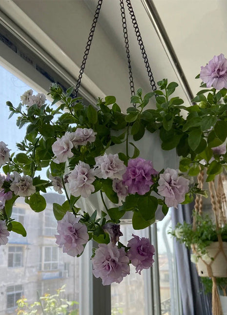 Double Ice Lavender Petunia