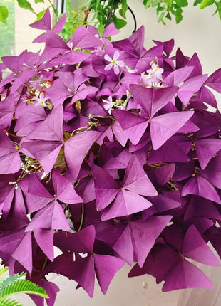 💜Purple Luck Oxalis Bulbs