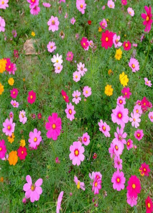 Wildflower Northeast Mix