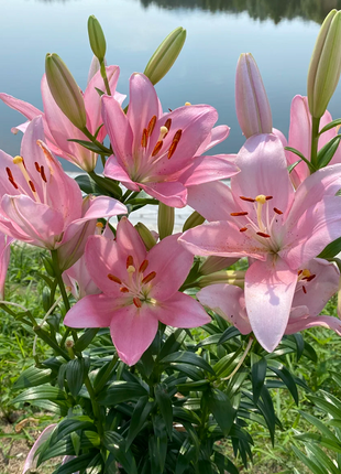 Multicolor Lily Seeds