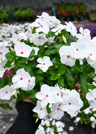 🌸Periwinkle—Blooms All Year Round