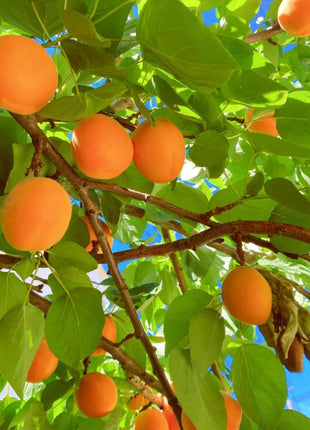 Apricot Seeds