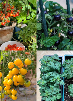Dwarf Tomatos Seeds
