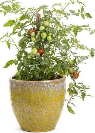 Tomato Cherry Pink Grape