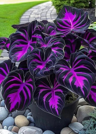 800+ Black Purple Hosta Seeds – Rare Shade-Loving Perennials with Deep Foliage, Easy to Grow for Bold Garden Borders