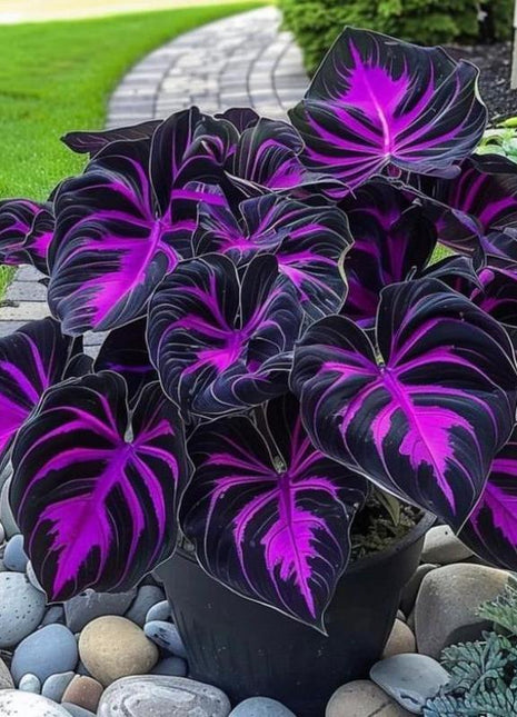 800+ Black Purple Hosta Seeds – Rare Shade-Loving Perennials with Deep Foliage, Easy to Grow for Bold Garden Borders