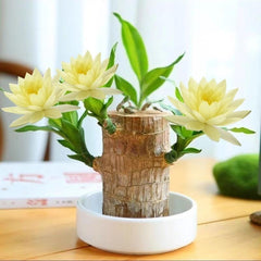 Collection image for: Lucky Brazilian Wood Tree