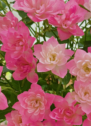 Miniature Rosa Chinensis-Sky Lotus Stars🌺