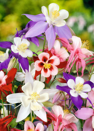 Columbine Seeds - Macana Giant Mix