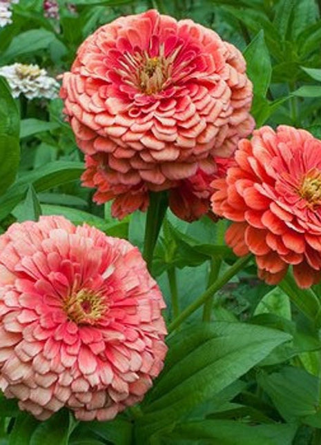 Order 50 seeds lovely Giant Salmon Rose Zinnias Seeds
