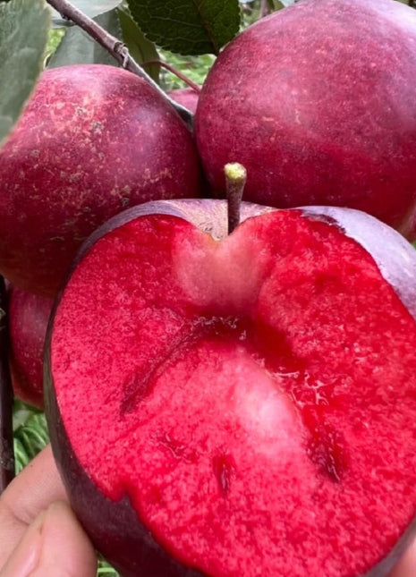 Red Flesh Apple Seeds