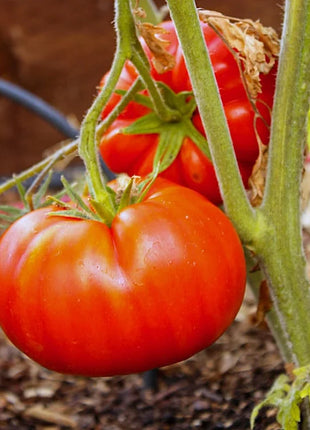 GIANT DELICIOUS TOMATO / UP TO 2KG
