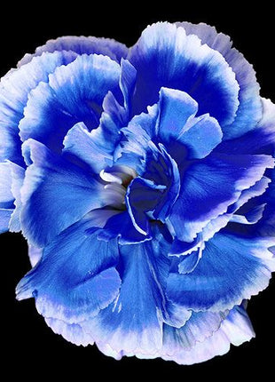 Mixed Color Carnations