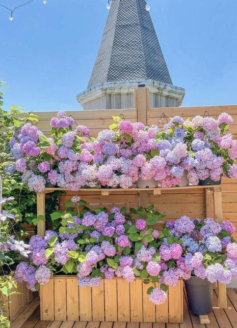 Hydrangea Flower Seeds 50 seeds Mixed Color Seeds Colorful Perennial Blooms for Outdoor Gardens Hardy and Low Maintenance Seeds for Beautiful Landscapes