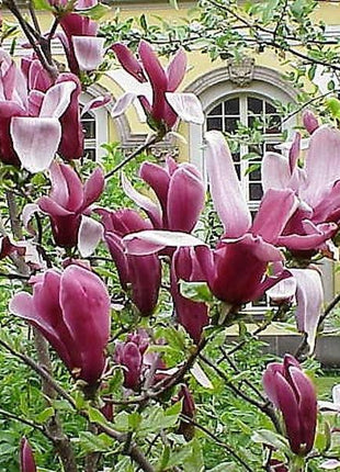 20pcs LILY MAGNOLIA Flower TREE Pink & Purple Fragrant Tulip Magnol Liliiflora Seeds