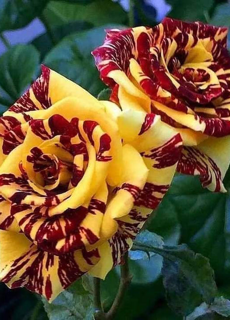 Tea Rose 'Dragon Tiger' Seeds